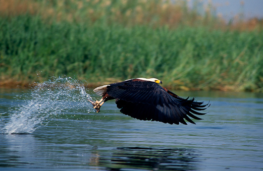 Namibia Adler