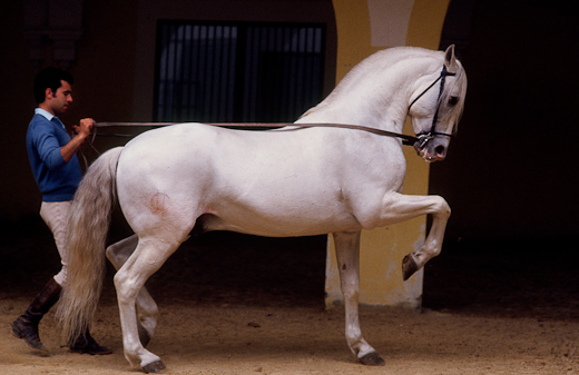 Pferde Andalusier